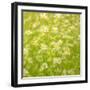 Daisy Meadow-Doug Chinnery-Framed Premium Photographic Print