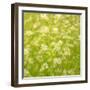 Daisy Meadow-Doug Chinnery-Framed Photographic Print