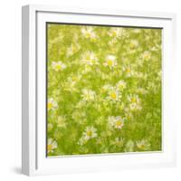 Daisy Meadow-Doug Chinnery-Framed Photographic Print