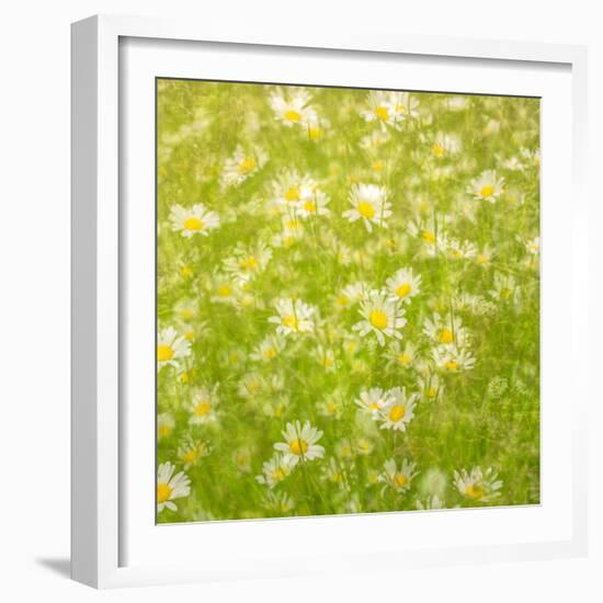 Daisy Meadow-Doug Chinnery-Framed Photographic Print