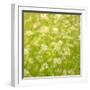 Daisy Meadow-Doug Chinnery-Framed Photographic Print