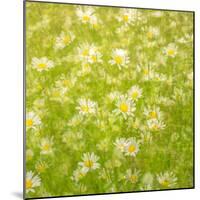 Daisy Meadow-Doug Chinnery-Mounted Photographic Print