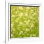 Daisy Meadow-Doug Chinnery-Framed Photographic Print