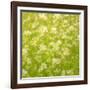 Daisy Meadow-Doug Chinnery-Framed Photographic Print