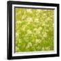 Daisy Meadow-Doug Chinnery-Framed Photographic Print