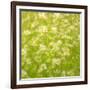 Daisy Meadow-Doug Chinnery-Framed Photographic Print