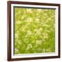 Daisy Meadow-Doug Chinnery-Framed Photographic Print