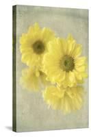 Daisy Reflection I-Judy Stalus-Stretched Canvas