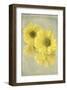 Daisy Reflection I-Judy Stalus-Framed Art Print