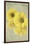 Daisy Reflection I-Judy Stalus-Framed Art Print