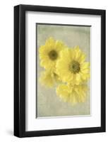 Daisy Reflection I-Judy Stalus-Framed Art Print