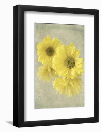 Daisy Reflection I-Judy Stalus-Framed Art Print