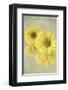 Daisy Reflection I-Judy Stalus-Framed Art Print