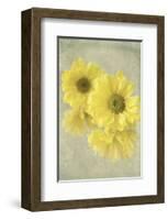 Daisy Reflection I-Judy Stalus-Framed Art Print