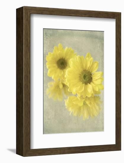 Daisy Reflection I-Judy Stalus-Framed Art Print