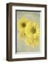 Daisy Reflection I-Judy Stalus-Framed Art Print