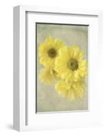 Daisy Reflection I-Judy Stalus-Framed Art Print