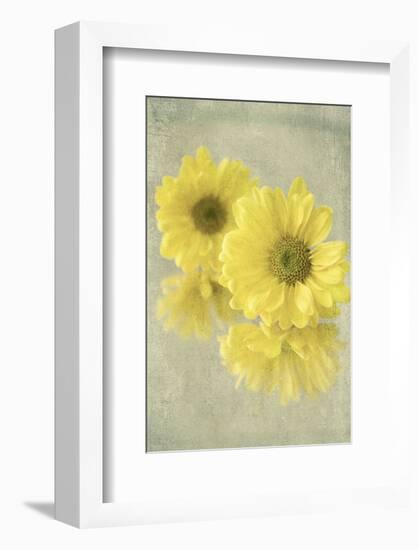 Daisy Reflection I-Judy Stalus-Framed Art Print