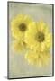 Daisy Reflection I-Judy Stalus-Mounted Art Print