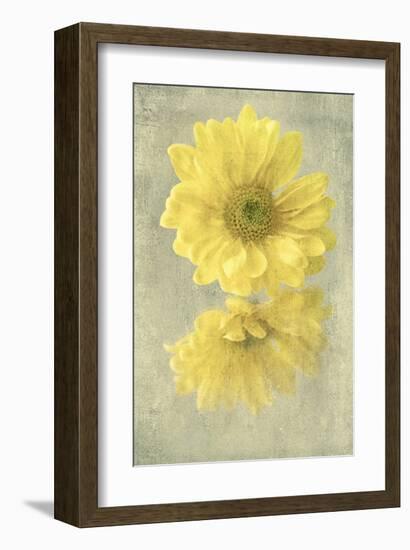 Daisy Reflection II-Judy Stalus-Framed Art Print