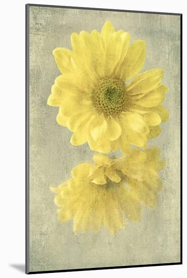 Daisy Reflection II-Judy Stalus-Mounted Art Print