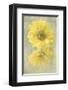 Daisy Reflection II-Judy Stalus-Framed Art Print