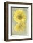 Daisy Reflection II-Judy Stalus-Framed Art Print