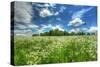 Daisy Sky-Robert Goldwitz-Stretched Canvas