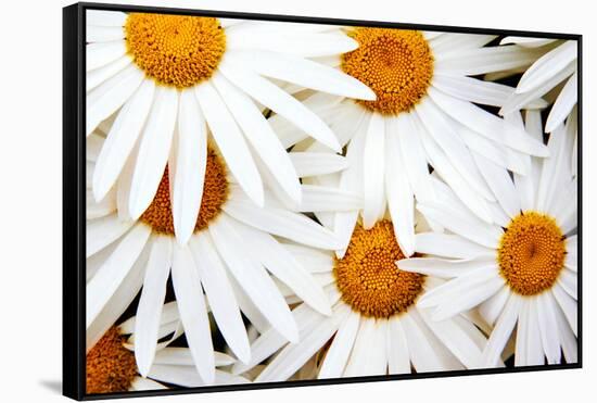 Daisy Splash-Michael Broom-Framed Stretched Canvas