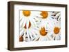 Daisy Splash-Michael Broom-Framed Photographic Print