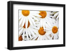 Daisy Splash-Michael Broom-Framed Photographic Print