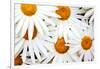 Daisy Splash-Michael Broom-Framed Photographic Print