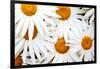 Daisy Splash-Michael Broom-Framed Photographic Print