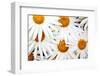 Daisy Splash-Michael Broom-Framed Premium Photographic Print