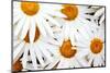 Daisy Splash-Michael Broom-Mounted Premium Photographic Print