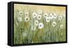 Daisy Spring I-Tim O'toole-Framed Stretched Canvas