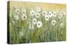 Daisy Spring I-Tim O'toole-Stretched Canvas