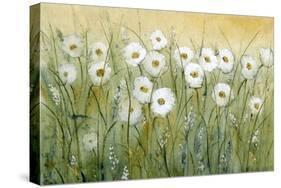 Daisy Spring I-Tim O'toole-Stretched Canvas