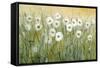 Daisy Spring I-Tim O'toole-Framed Stretched Canvas