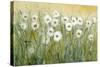 Daisy Spring I-Tim O'toole-Stretched Canvas