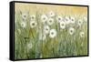 Daisy Spring I-Tim O'toole-Framed Stretched Canvas