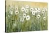 Daisy Spring I-Tim O'toole-Stretched Canvas