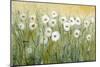 Daisy Spring I-Tim O'toole-Mounted Art Print