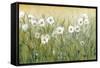 Daisy Spring II-Tim O'toole-Framed Stretched Canvas