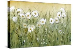 Daisy Spring II-Tim O'toole-Stretched Canvas