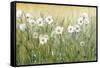 Daisy Spring II-Tim O'toole-Framed Stretched Canvas