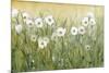 Daisy Spring II-Tim O'toole-Mounted Art Print