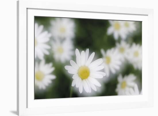 Daisy Symphony-Wild Wonders of Europe-Framed Giclee Print