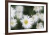 Daisy Symphony-Wild Wonders of Europe-Framed Giclee Print