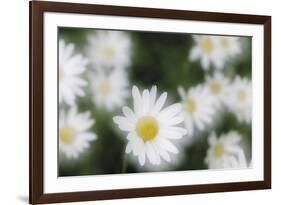 Daisy Symphony-Wild Wonders of Europe-Framed Giclee Print